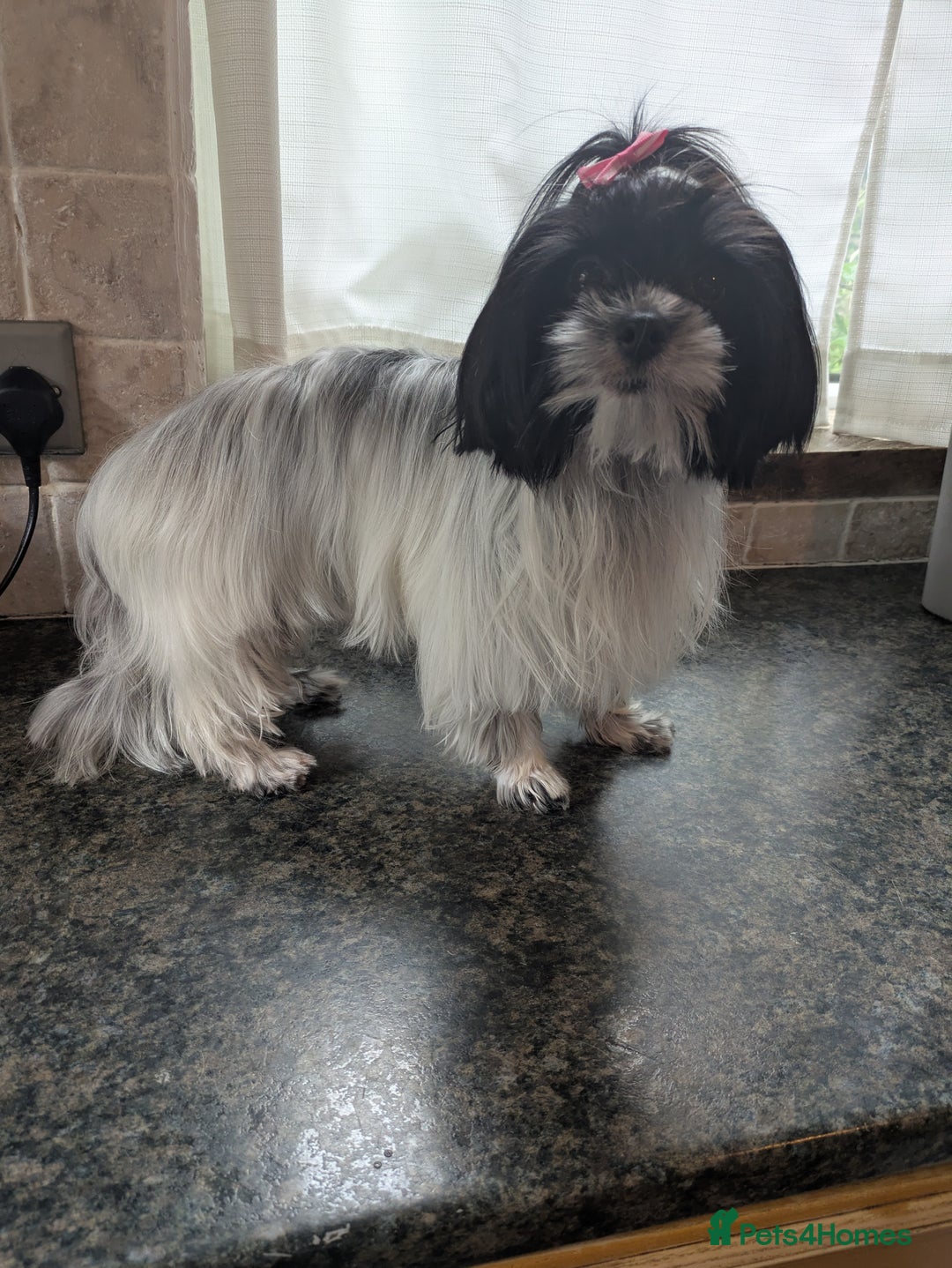 Biewer Terrier dogs for sale: Adorable Purebred Biewers  - Image 35