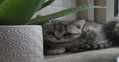 British Shorthair cats - Advert 14