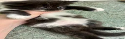Turkish Angora cats for sale: Turkish angora mix - Advert 17