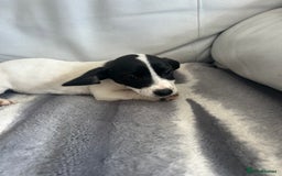 Jack Russell dogs for sale: Jack Russel puppies  - Image 5