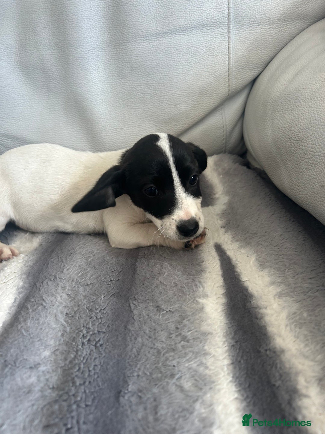 Jack Russell dogs for sale: Jack Russel puppies  - Image 5