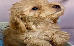 Cockapoo dogs for sale: CockerPoo  - Image 3