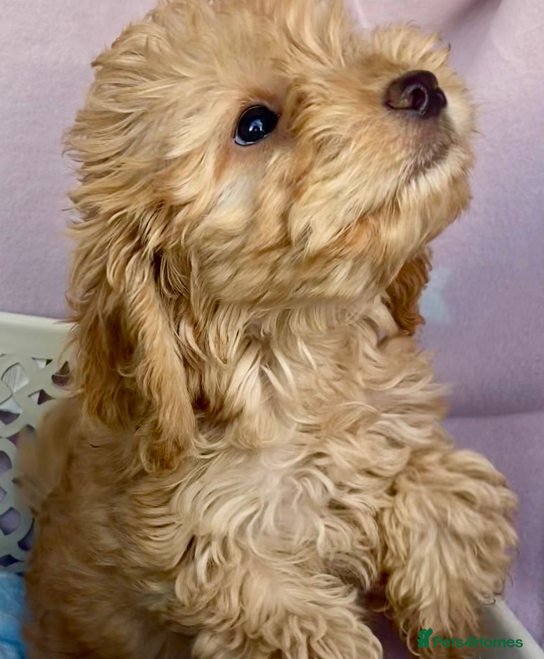 Cockapoo dogs for sale: CockerPoo  - Image 3