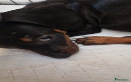 Dachshund dogs for sale: Bruce and Lois looking for their forever homes - Image 4