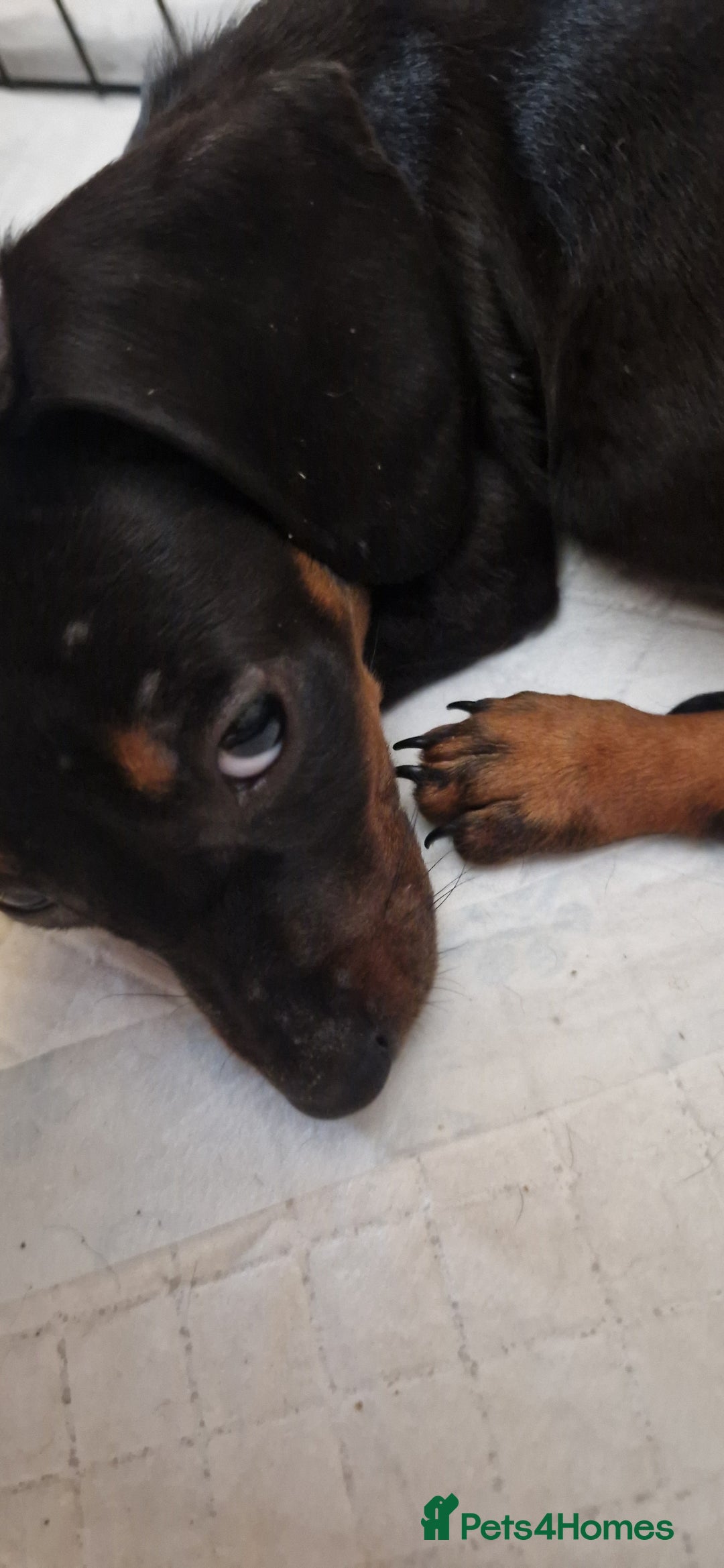 Dachshund dogs for sale: Bruce and Lois looking for their forever homes - Image 4