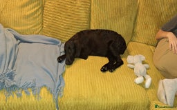 Flat coated Retriever dogs for sale: Beautiful flat coated retriever  - Image 6