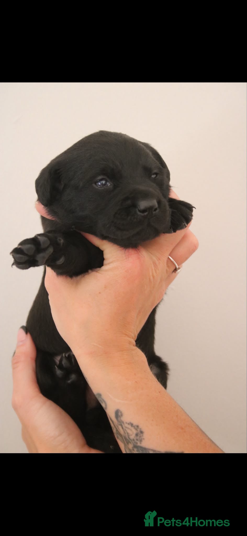 Labrador Retriever dogs Gorgeous kc registered Labrador puppies - Advert 2