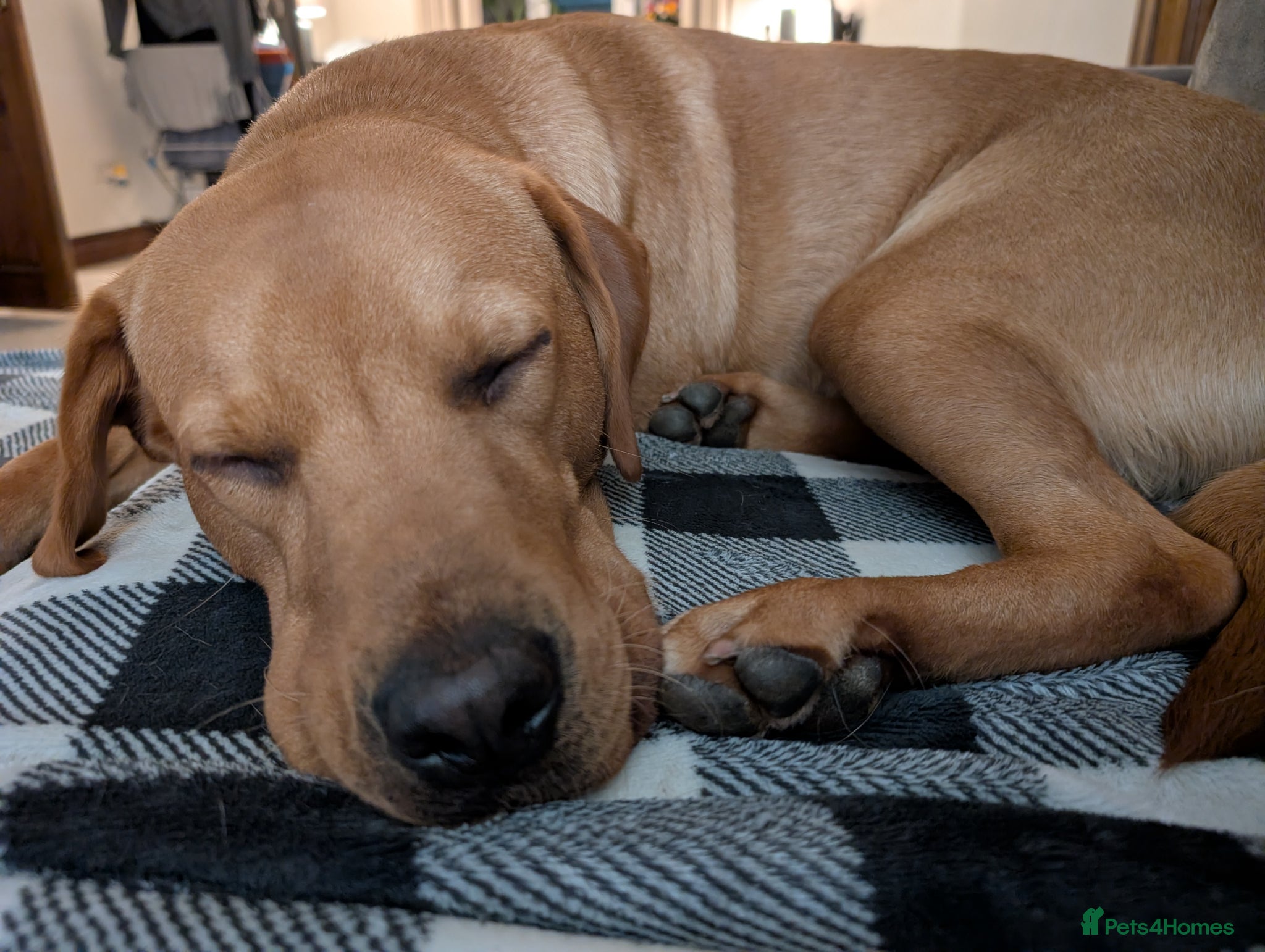 Labrador Retriever dogs Male Fox Red Labrador 1yr 3m - Advert 2