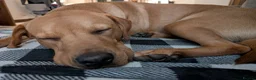 Labrador Retriever dogs for sale: Male Fox Red Labrador 1yr 3m - Advert 1