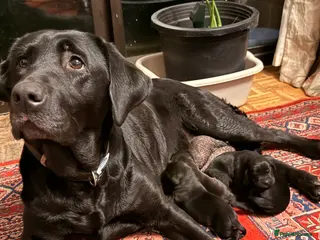 Labrador Retriever dogs Working Labrador Puppies Black Ready Now! 3 left! - Advert 9