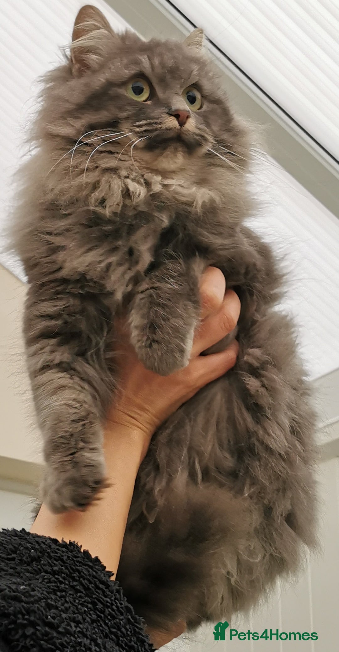 Siberian cats for sale: Stunning Siberian Silver Junior Queen  - Advert 2
