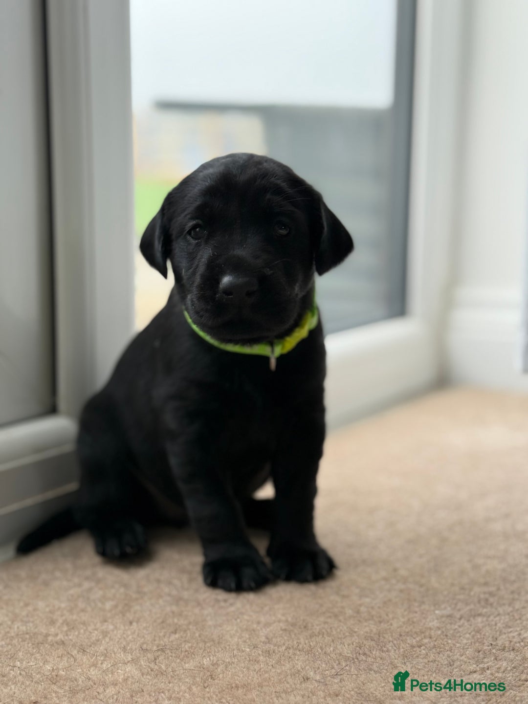 Labrador Retriever dogs for sale: KC registered Labrador Retriever puppies available - Advert 8