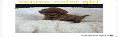 Cavapoo Puppy 5