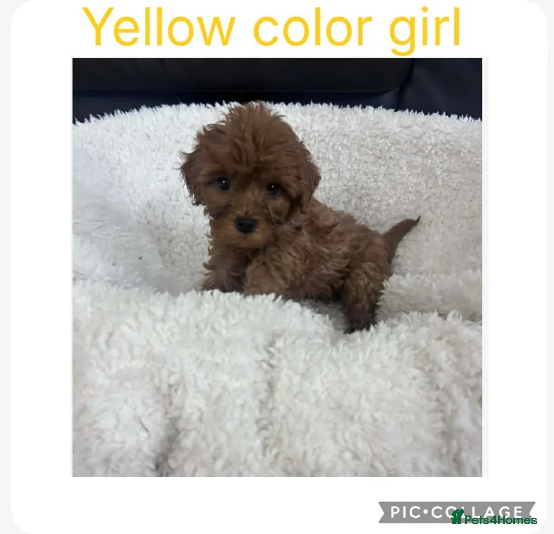 Cavapoo dogs for sale: Cavapoo puppies  in Swadlincote - Advert 7
