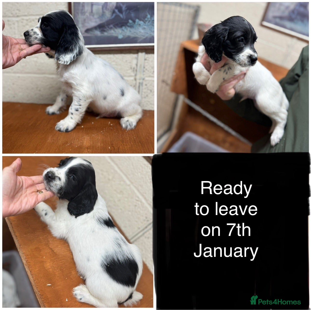 English Springer Spaniel dogs Working springer spaniels 4 dogs remaining - Advert 17