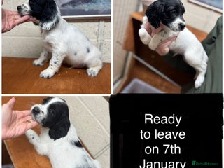 English Springer Spaniel dogs Working springer spaniels 4 dogs remaining - Advert 17