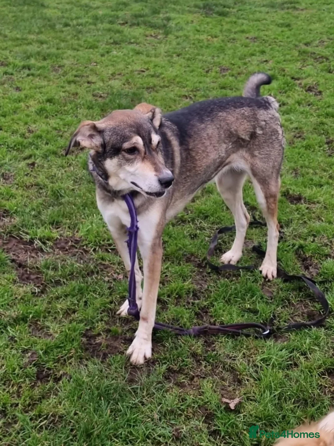 Mixed Breed dogs for adoption: Molly - Norwich Norfolk  - Advert 9