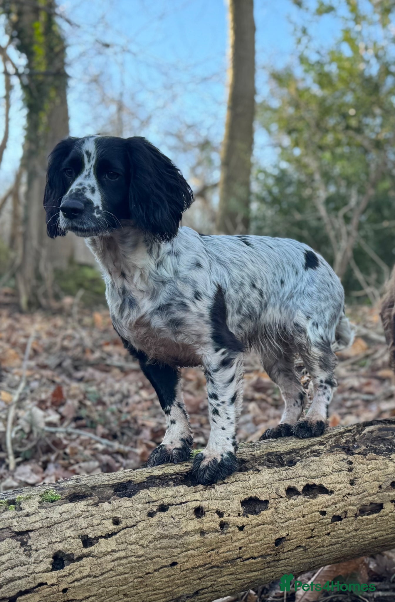 Cocker Spaniel dogs Cocker spaniel puppies - Advert 2