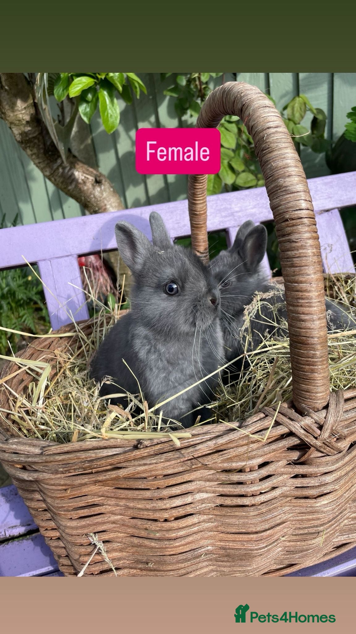 Netherland Dwarf rabbits Baby Rabbits - Advert 17