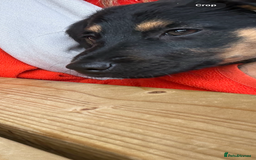 Mixed Breed dogs for sale: German shepherd dachshund cross - Image 4