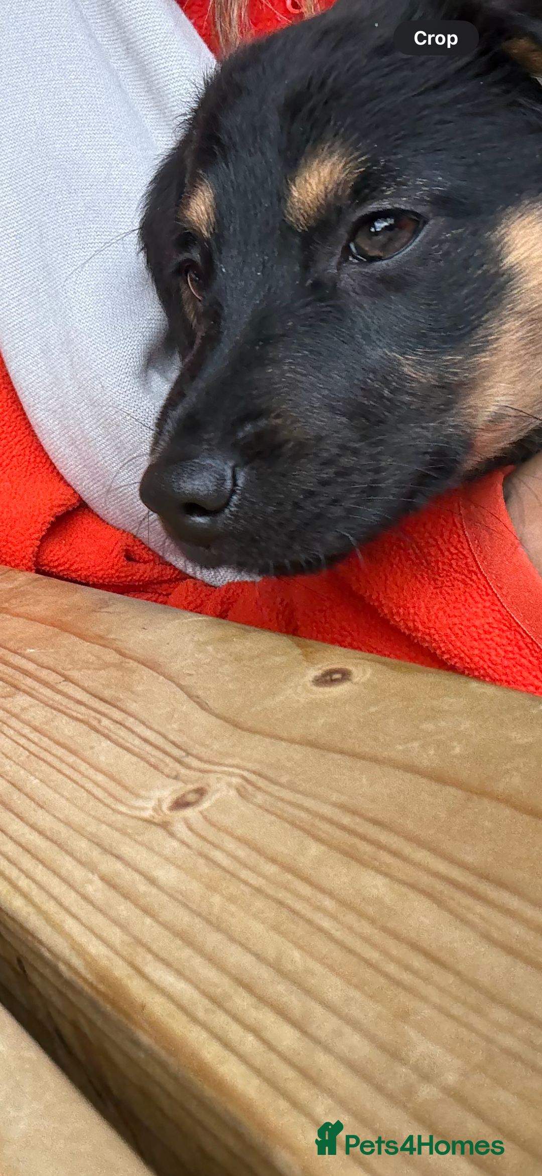 Mixed Breed dogs for sale: German shepherd dachshund cross - Image 4