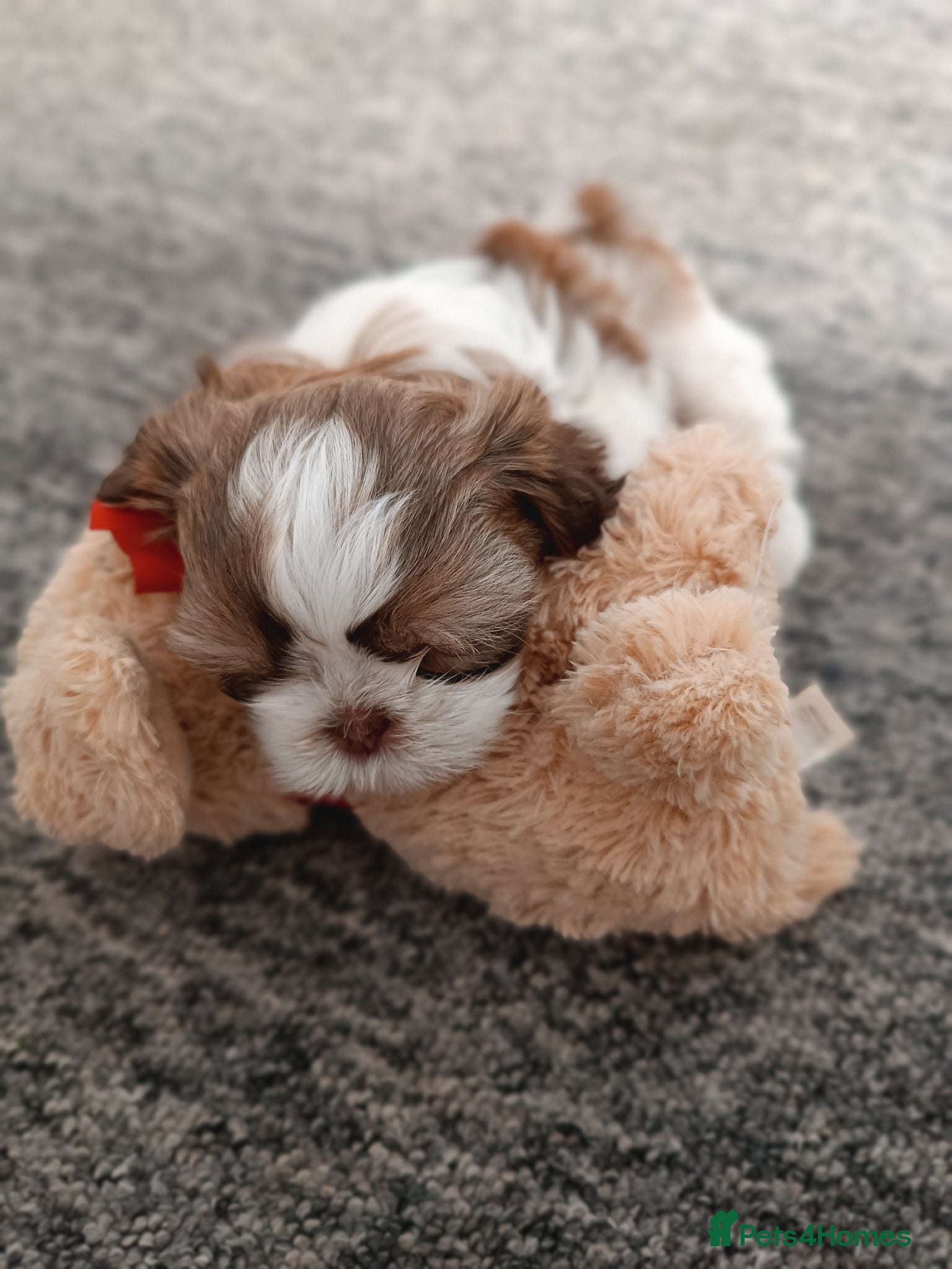 Shih Tzu dogs Adorable Purebred Shih Tzu Puppies - Advert 12