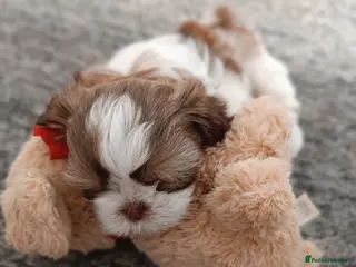 Shih Tzu dogs Adorable Purebred Shih Tzu Puppies - Advert 12
