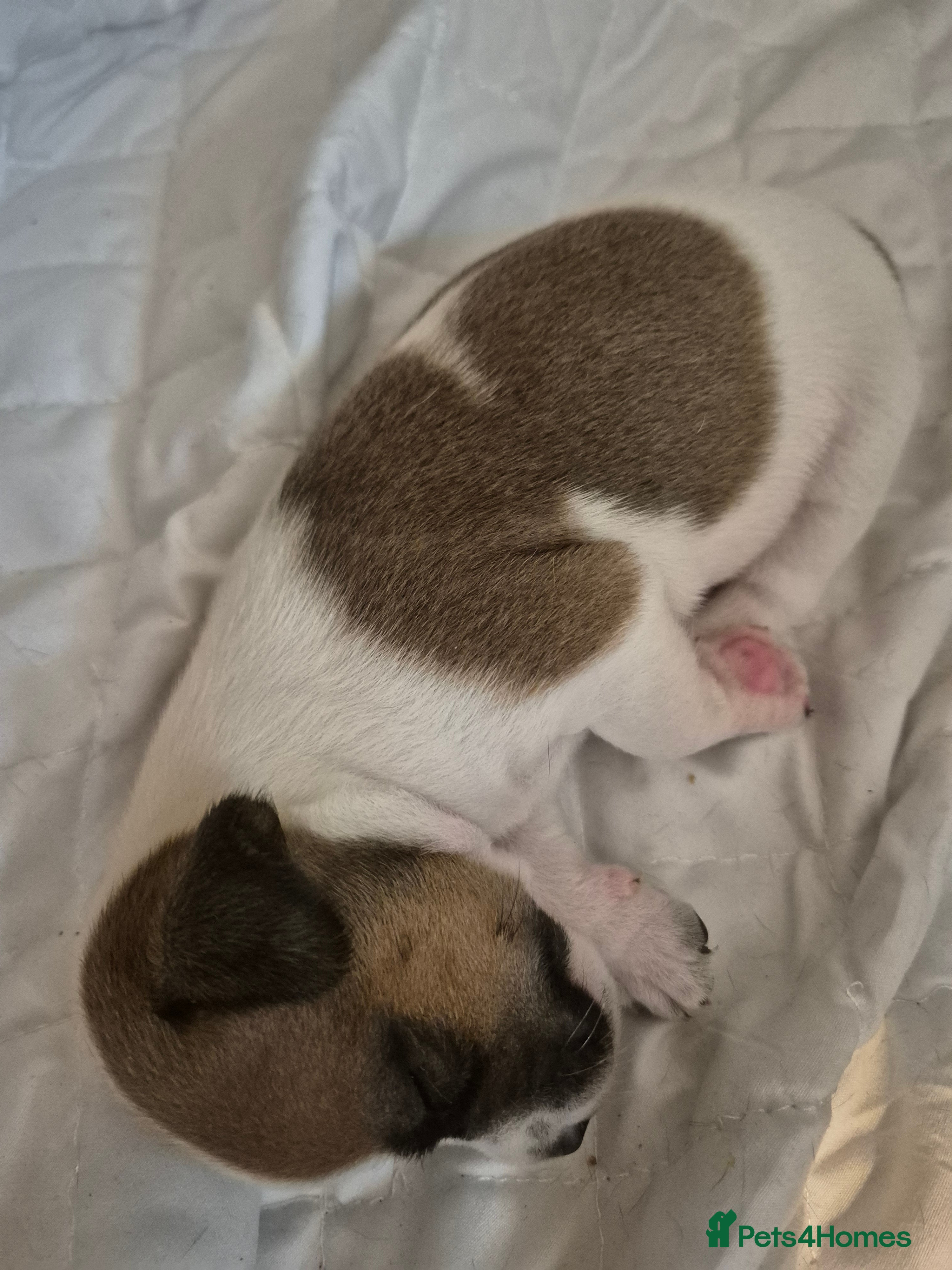 Jack Russell dogs Jack Russel puppies  - Advert 2