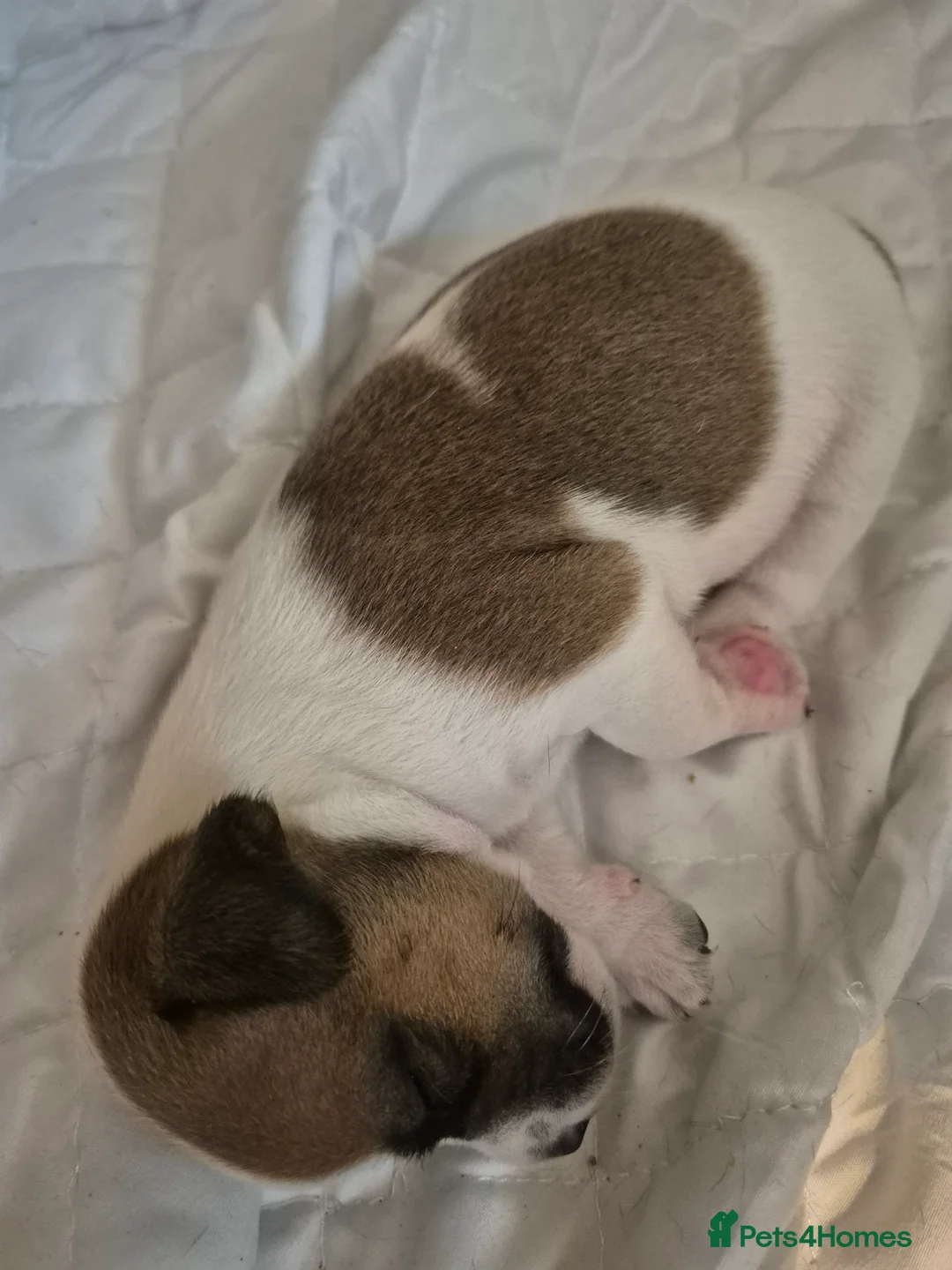 Jack Russell dogs for sale: Jack Russel puppies  - Advert 2