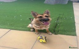 German Shepherd dogs for sale: 10 month old female German shepherd - Image 4