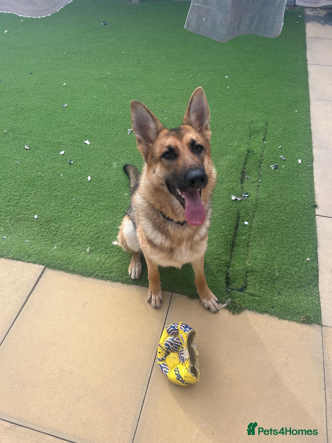 German Shepherd dogs for sale: 10 month old female German shepherd - Image 4