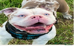 Olde English Bulldogge dogs for sale: 8 week old Olde English Bulldogges  - Advert 31