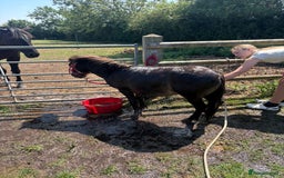 Welsh Section A horses for sale: ⭐️⭐️ BEAU ⭐️⭐️ - Image 1