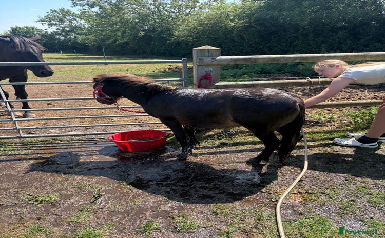 Welsh Section A horses - Advert 2