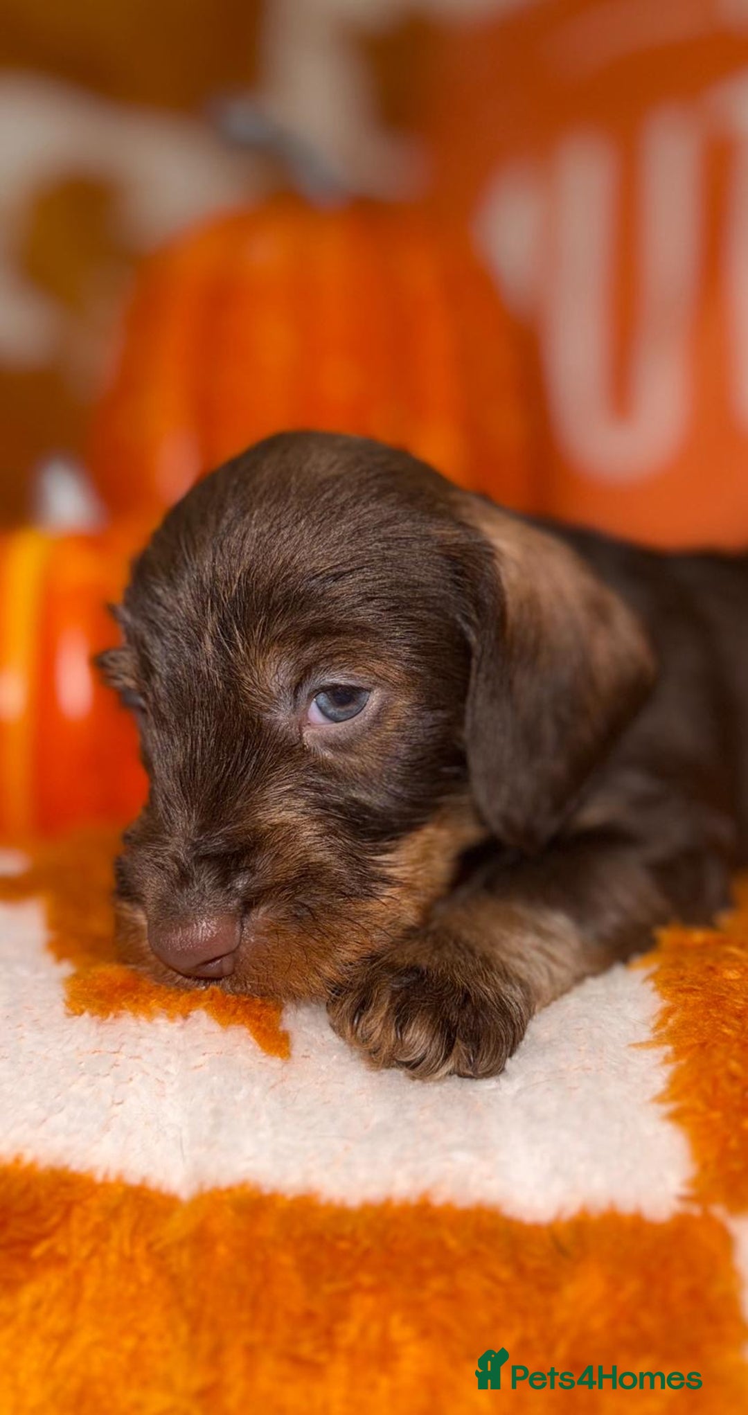 Dachshund dogs for sale: 🩷💙Stunning KC Wire haired Dachshunds🩷💙 - Image 21