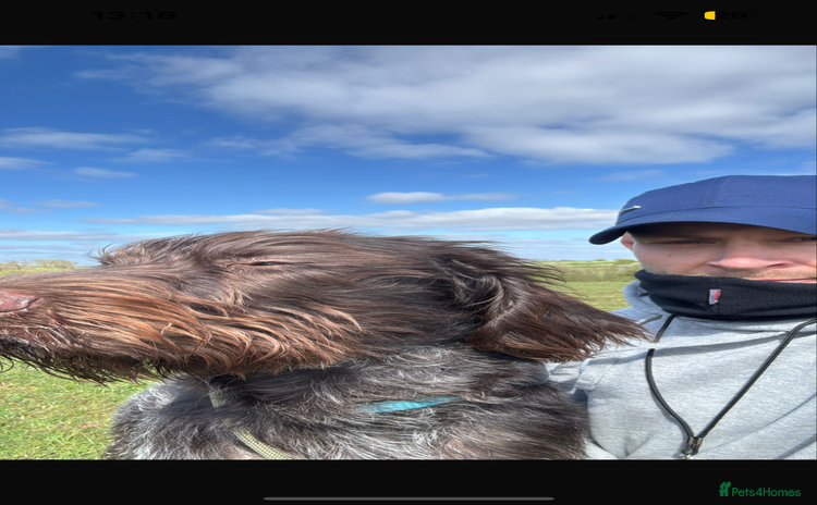 German Wirehaired Pointer dogs - Advert 1