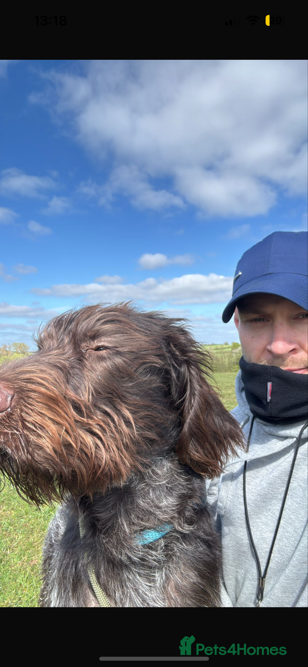German Wirehaired Pointer dogs for sale: GWP for rehoming  - Image 1