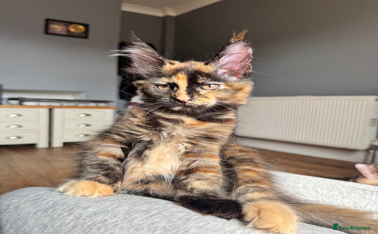 Maine Coon cats - Advert 11