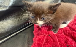 Domestic Shorthair cats for sale: 6 adorable kittens, healthy and playful 😍😻 - Image 10