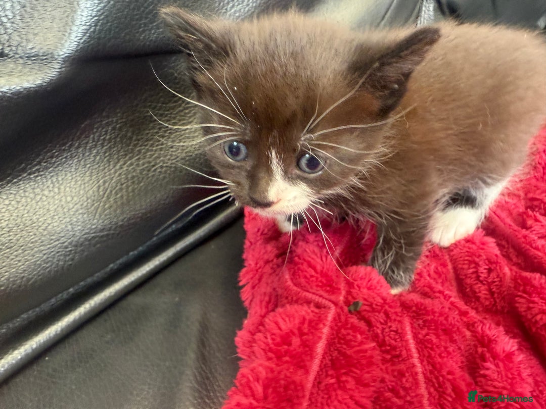 Domestic Shorthair cats for sale: 6 adorable kittens, healthy and playful 😍😻 - Image 10