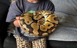 Python Snake reptiles for sale: Royal python/ ball python  - Image 2