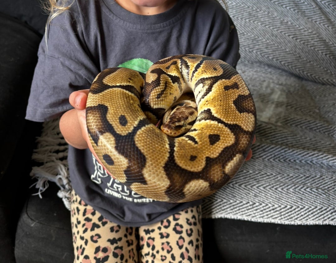 Python Snake reptiles for sale: Royal python/ ball python  - Image 2