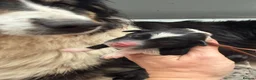 Aussiedoodle dogs for sale: Aussiedoodle F1 Health Tested KC registered parent in Leeds - Advert 27