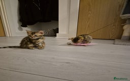 Bengal cats for sale:  🐾Four Beautiful Bengal Kittens🐾 - Image 26