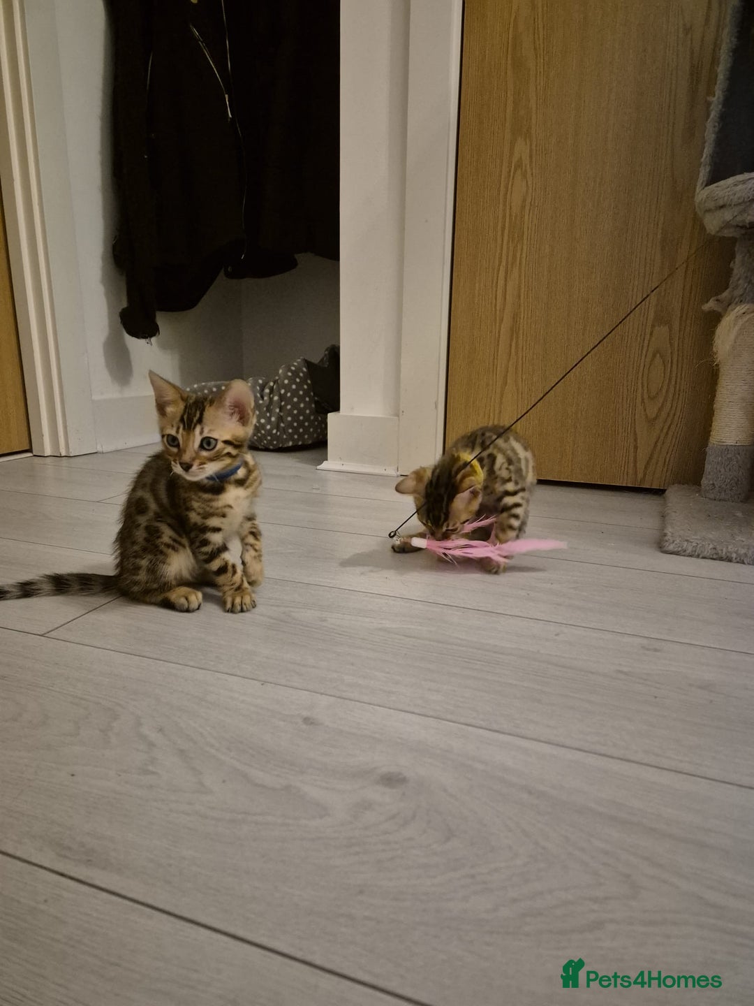 Bengal cats for sale:  🐾Four Beautiful Bengal Kittens🐾 - Image 26