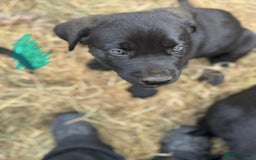 Mixed Breed dogs for sale: German Shepherd cross Mastiff - Image 19