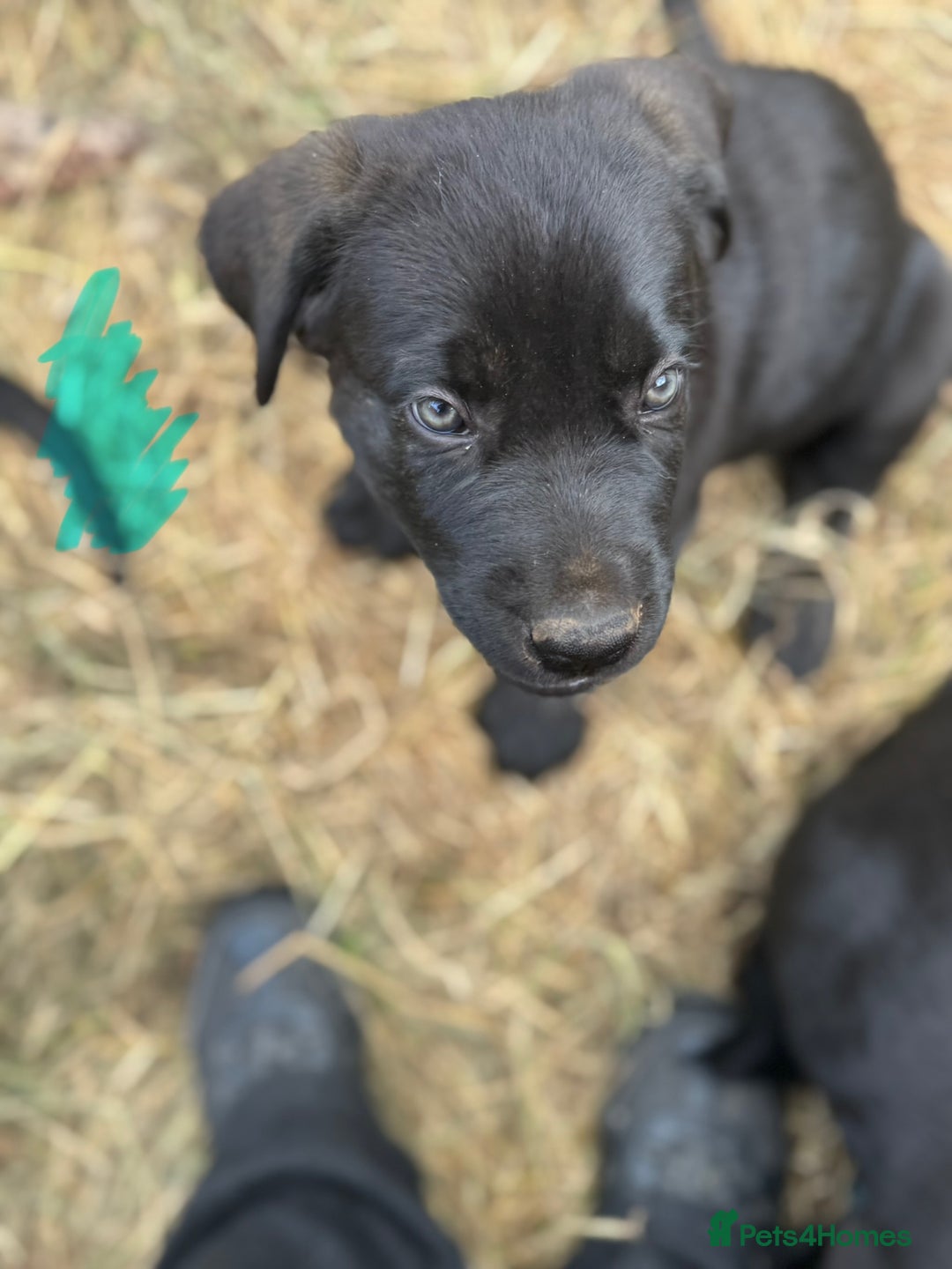 Mixed Breed dogs for sale: German Shepherd cross Mastiff - Image 19