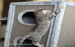 Bengal cats for sale: Bengal Kitten 2 - Outstanding Silver Rosetted Tica Bengal Kittens  - Image 17