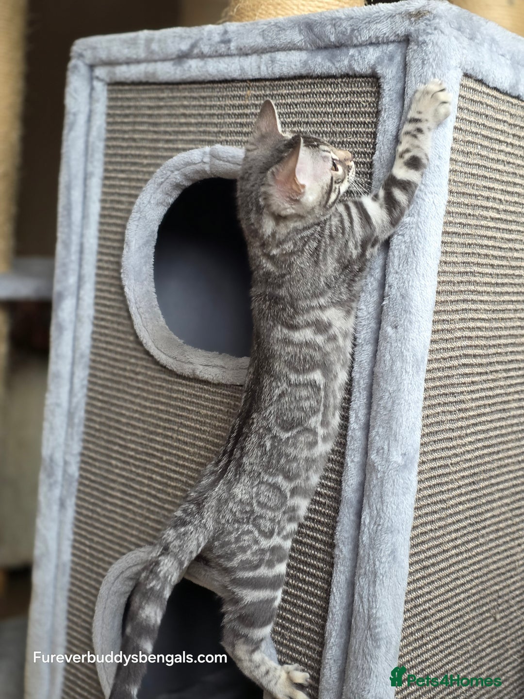 Bengal cats for sale: Bengal Kitten 2 - Outstanding Silver Rosetted Tica Bengal Kittens  - Image 17