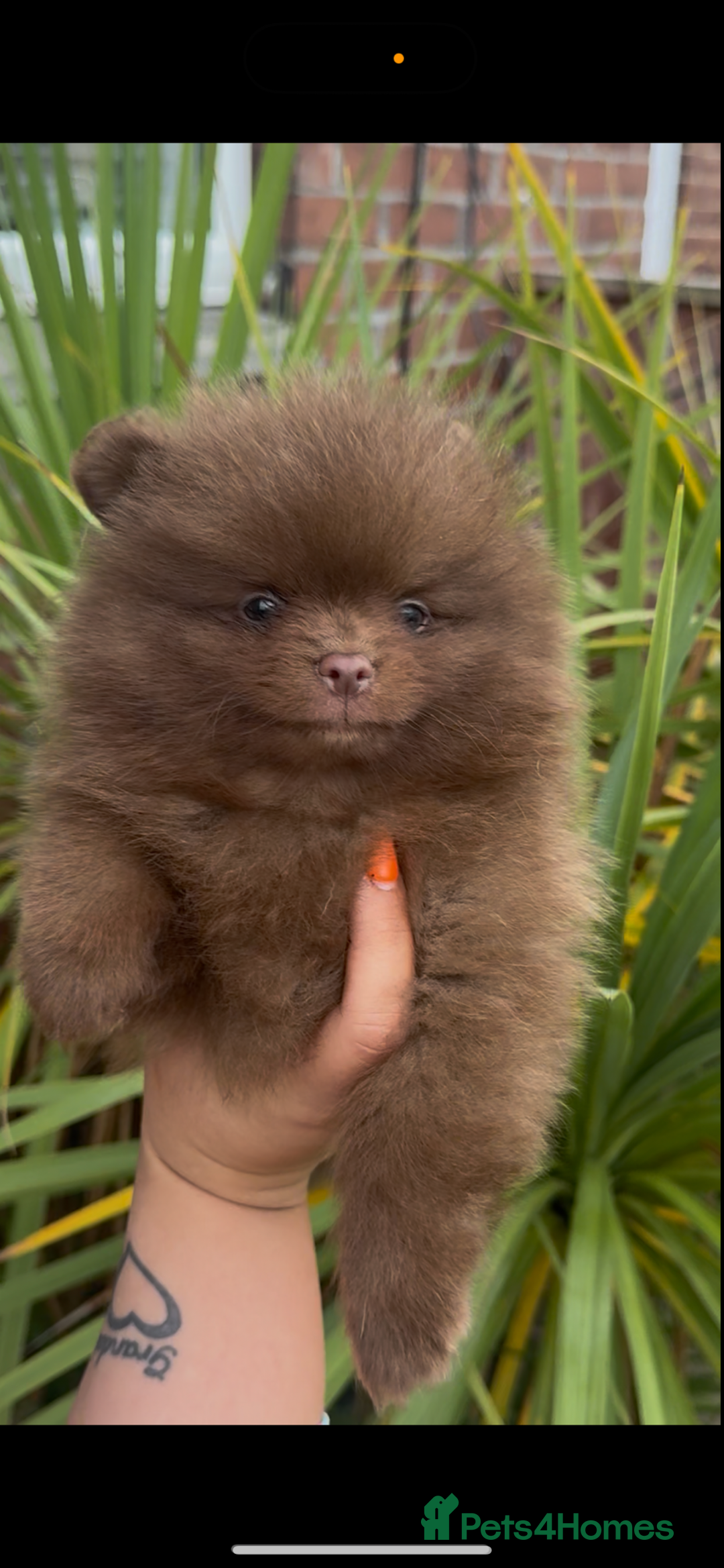 Pomeranian dogs for sale: Pomeranian puppy 🐶  - Image 1